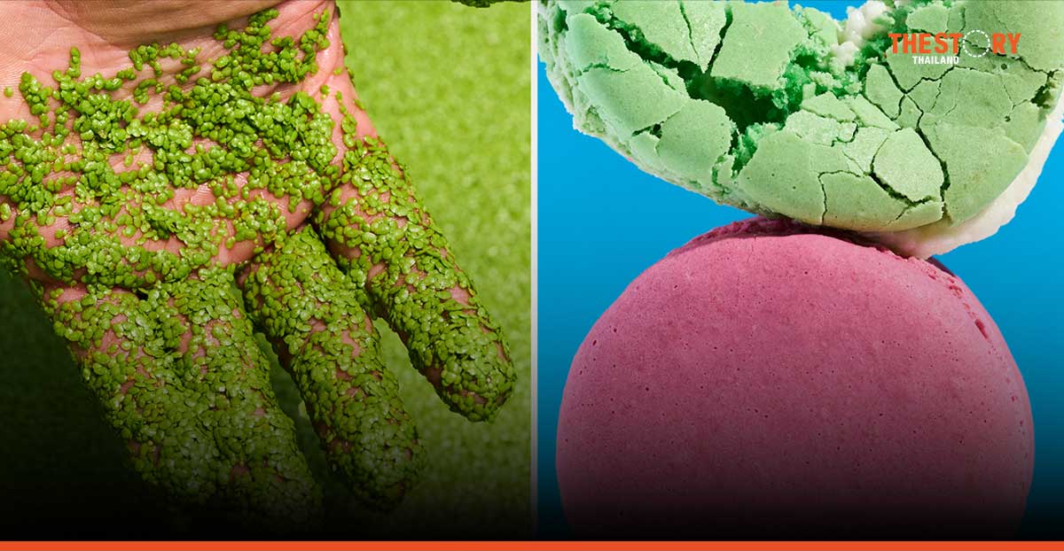 Betagro invests in Plantible’s sustainable food future