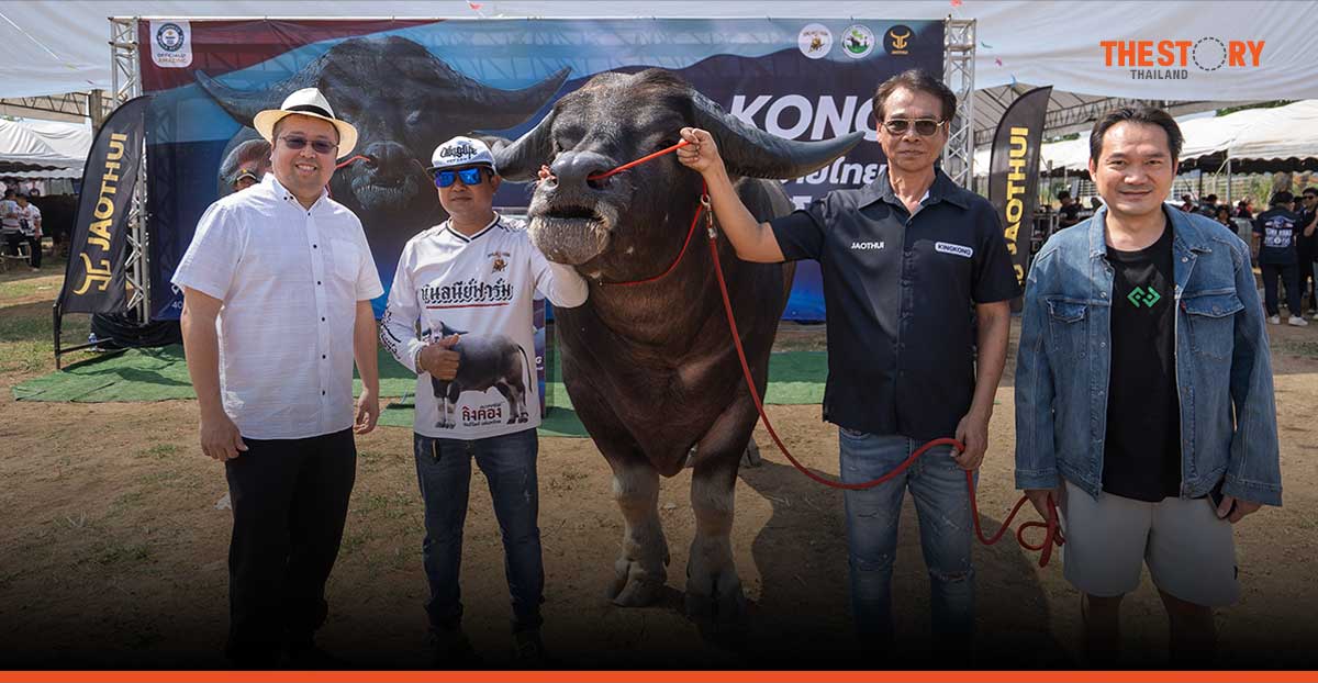 ‘คิงคอง’ ควายไทย ทำลายสถิติควายน้ำที่สูงที่สุดในโลกจาก Guinness World Records